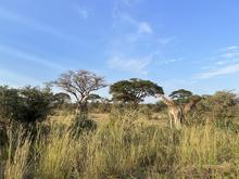Giraffes on a Kenyan savanna