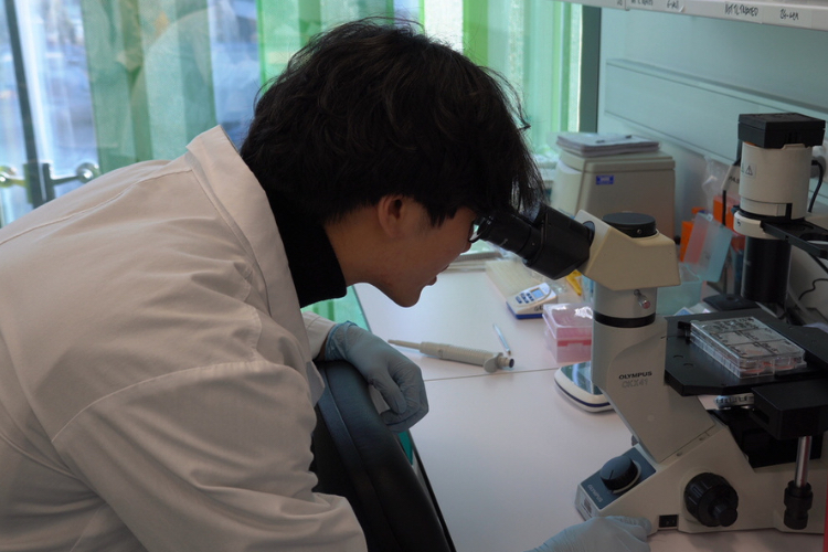 A student looks into a microscope