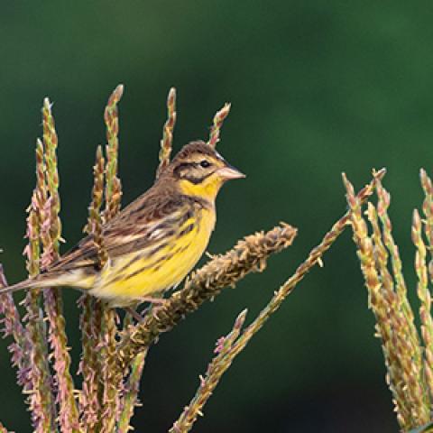 Yellow-breasted bunting. Photo by Zhikai Liao.