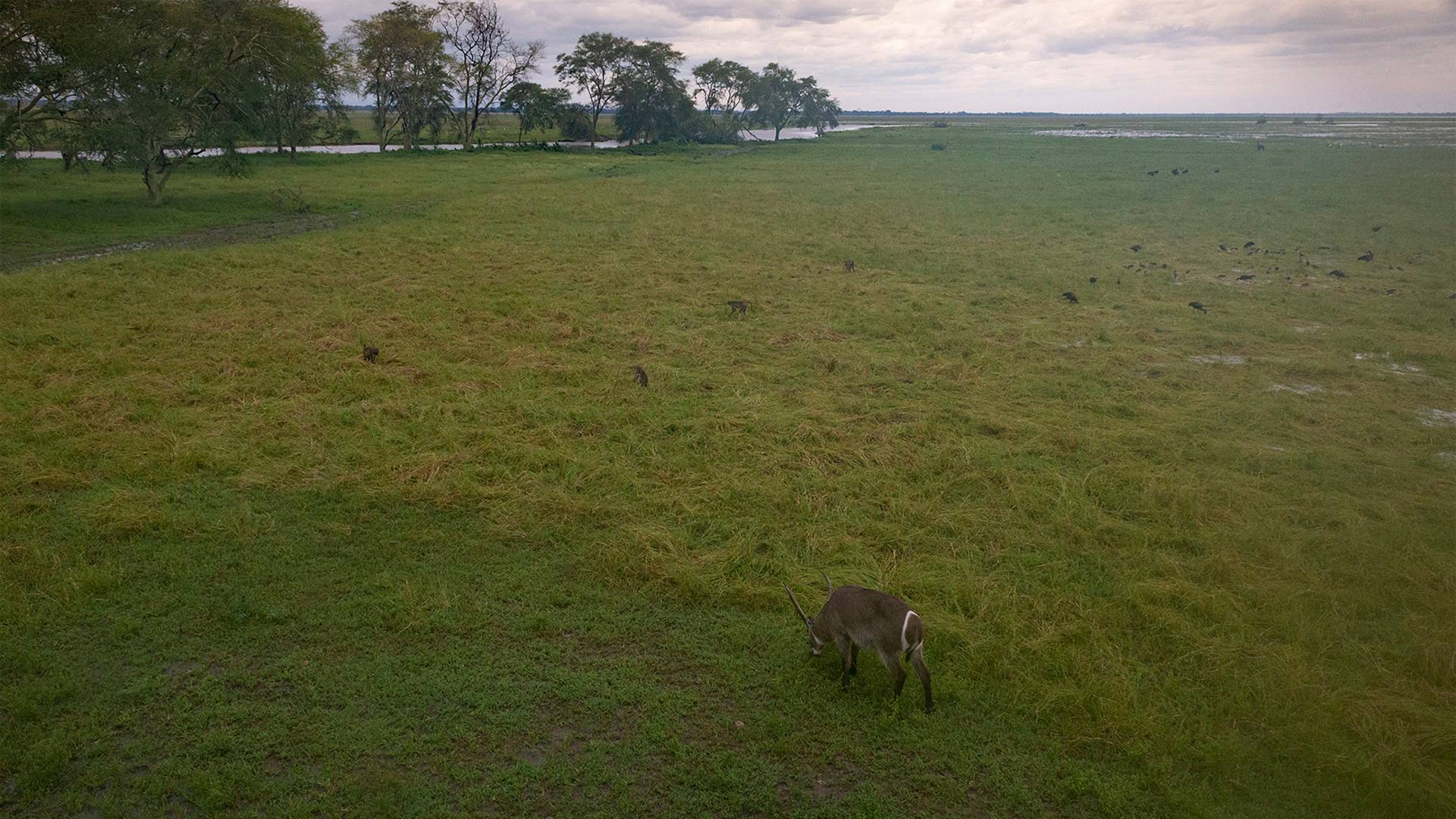 photo 1/3 a grassy plain with a deer grazing.