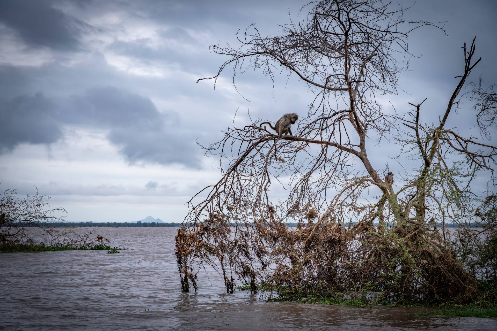 A very thin baboon was still stranded in a tree on the Gorongosa National Park floodplain almost a month after the cyclone. It seemed to have been surviving off of leaves stripped from this tree, an insufficient diet for the omnivorous primate. 