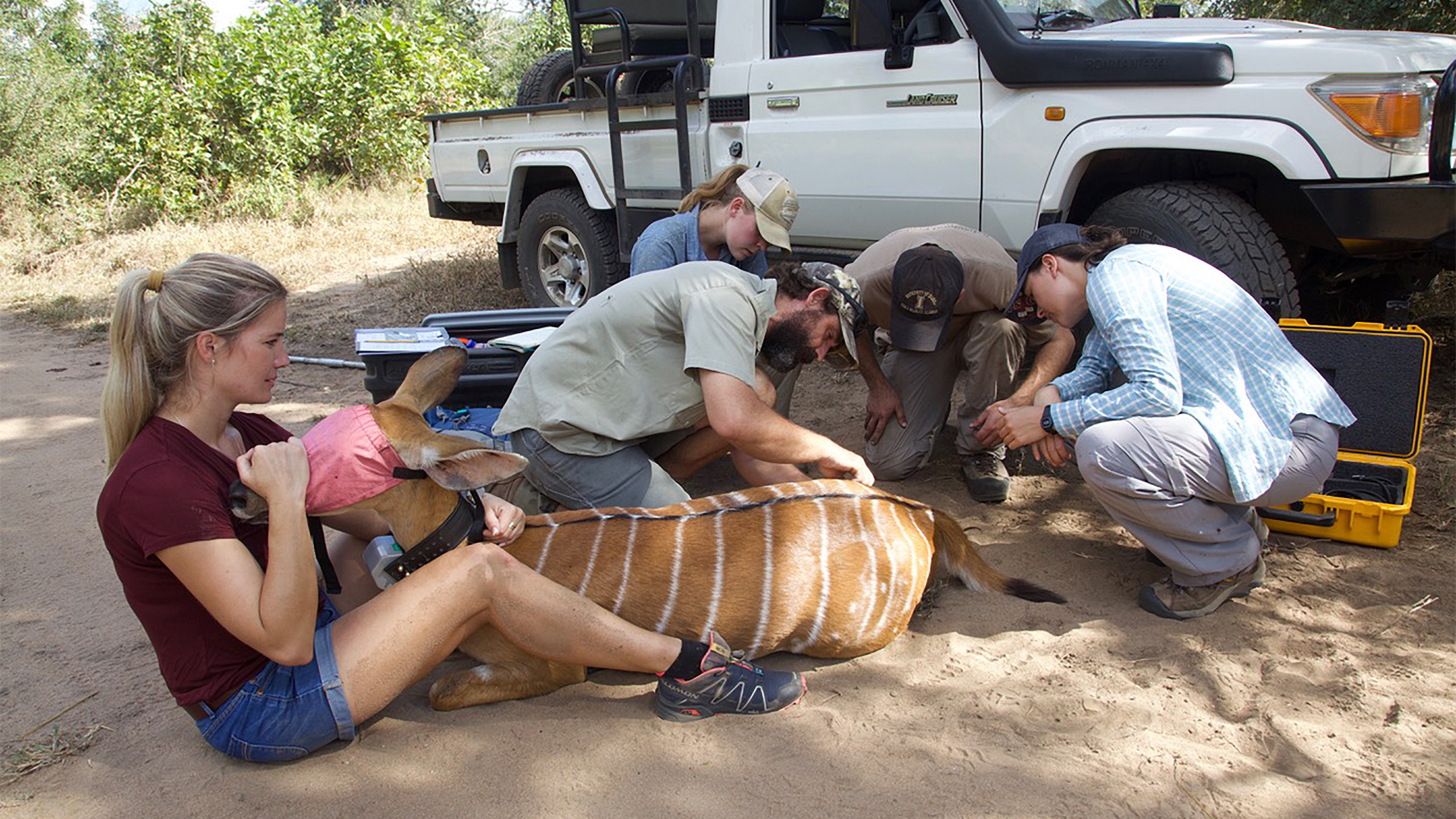 A group of researchers examine an antelope