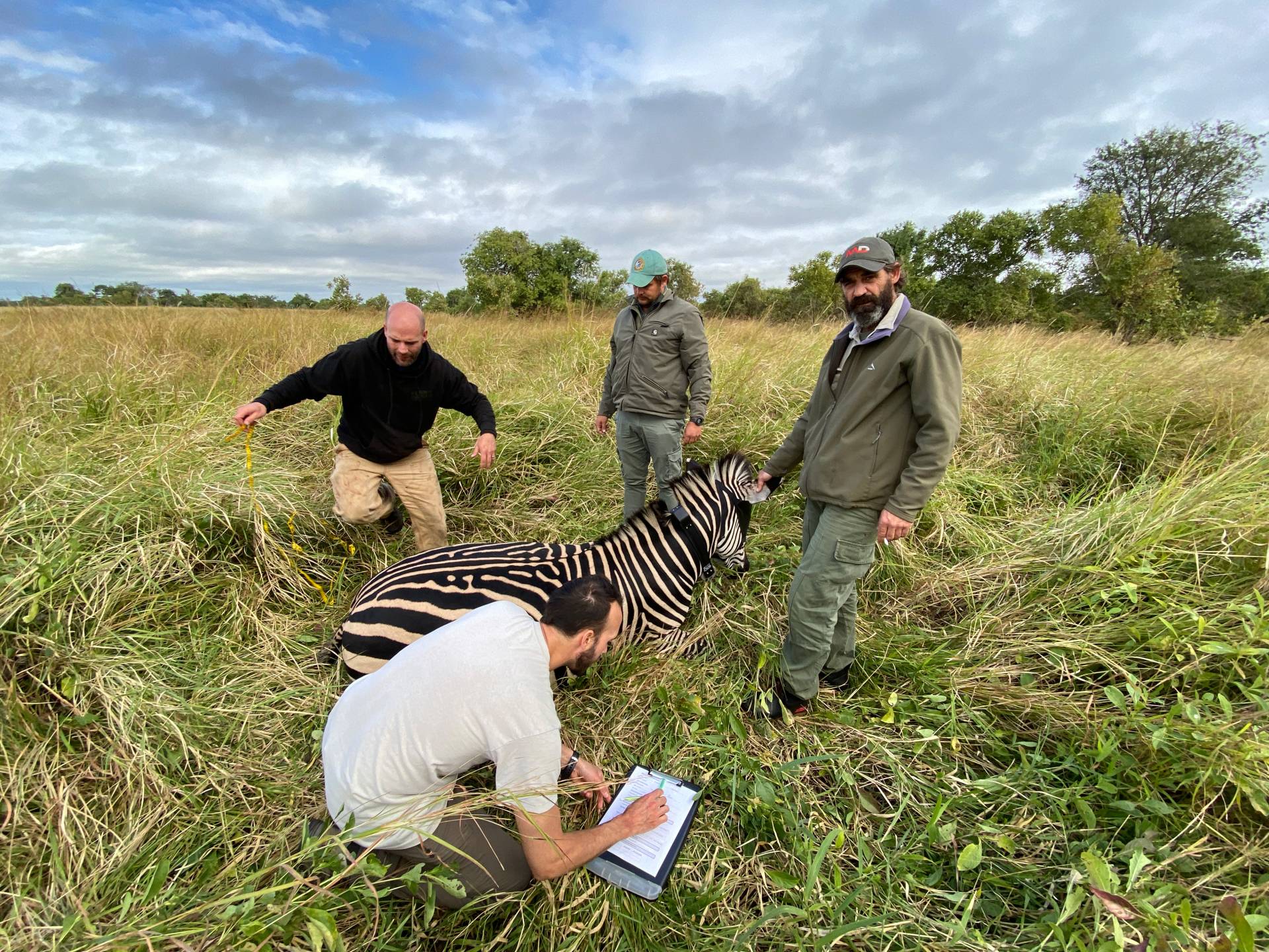 Researchers monitor the health of a GPS-collared zebra. From left: Jeremy Van Driessche, a Ph.D. student at the University of Idaho (who is writing down data); Ryan Long (wearing a black sweatshirt), a former Princeton postdoctoral fellow who is now a professor at the University of Idaho, measuring the zebra; Harry Hensburg (wearing a green hat), wildlife helicopter pilot; and Louis van Wyk, a game-capture specialist.