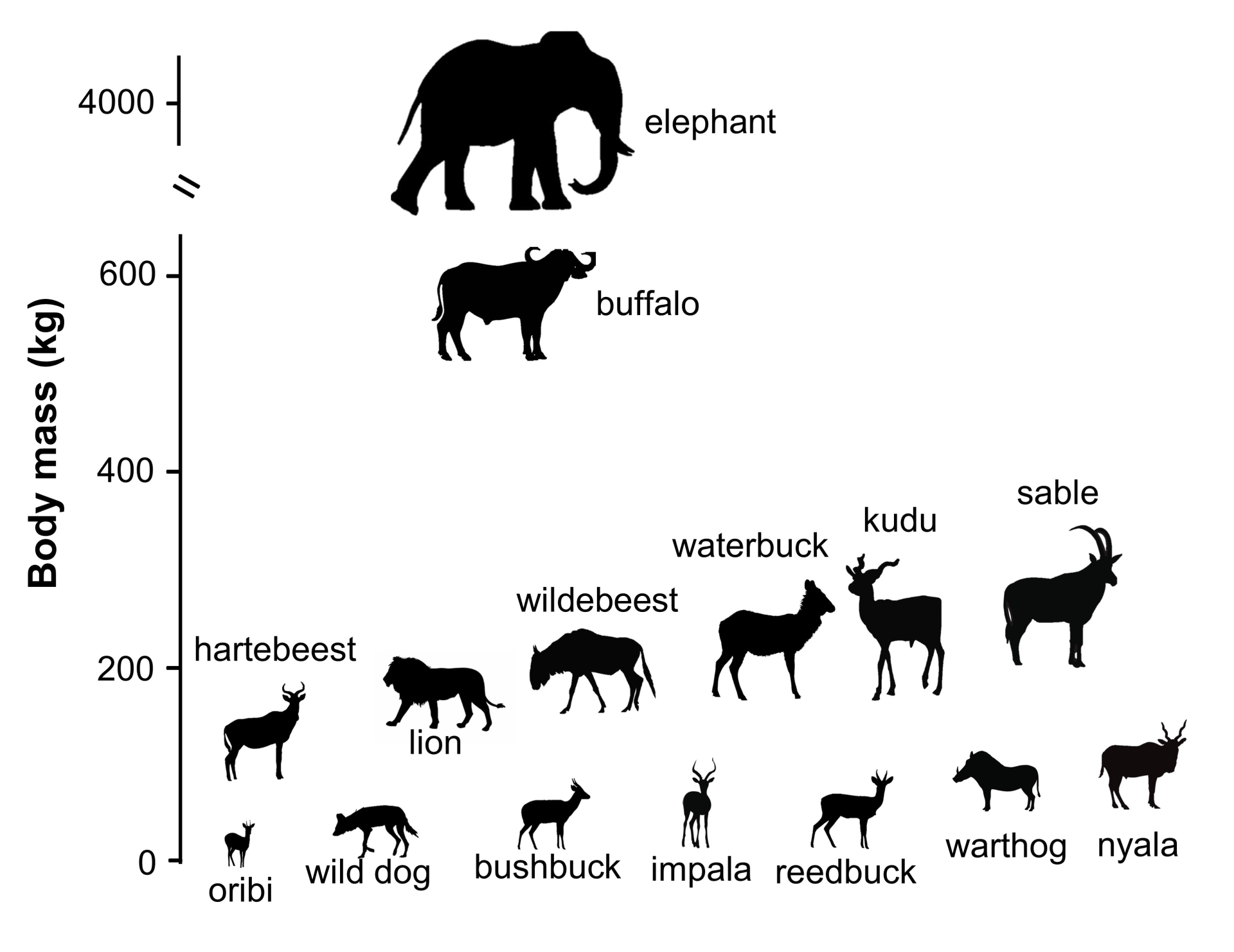 A simple chart showing the relative animal sizes of all the animals at Gorongosa 