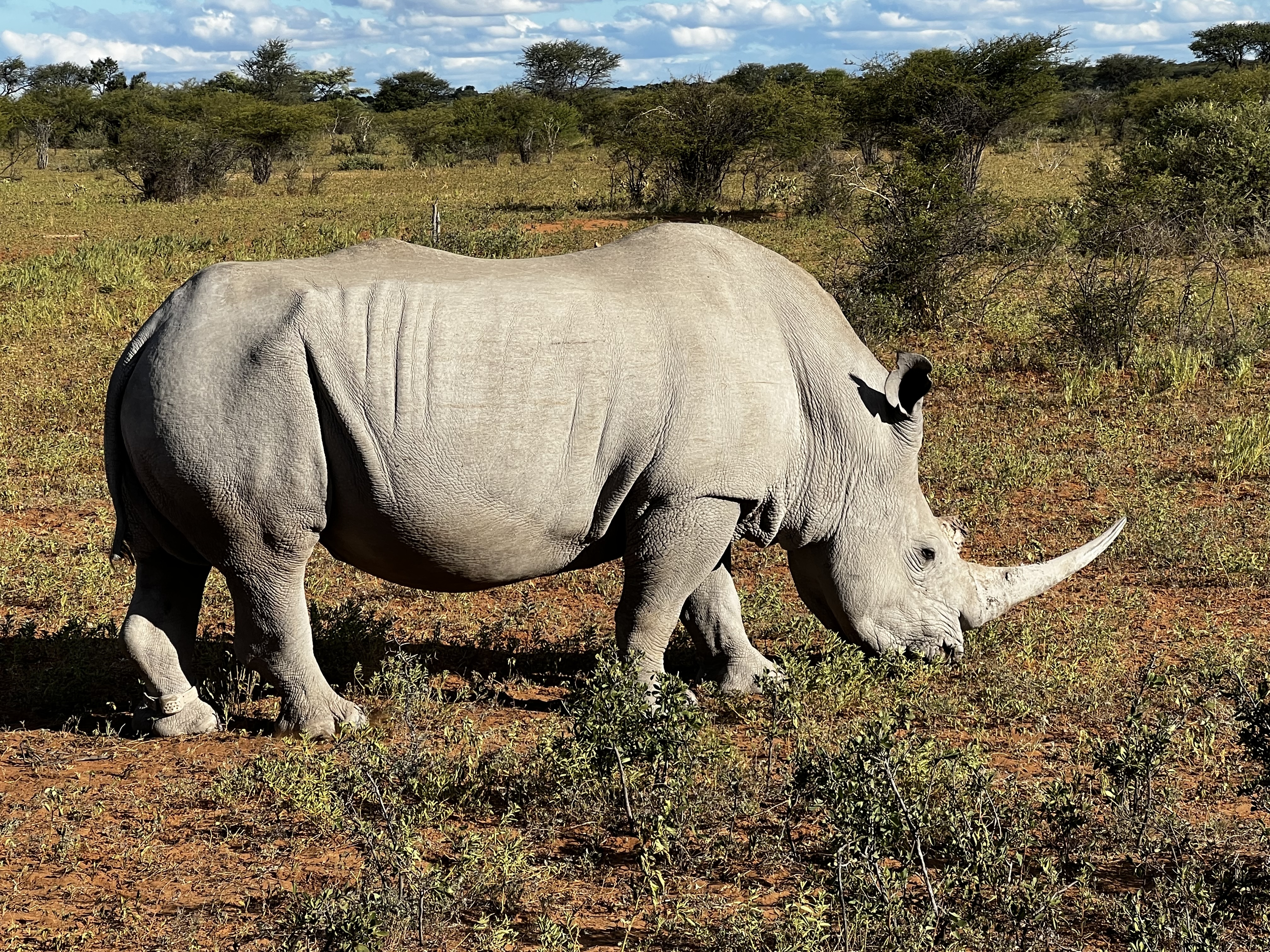 A rhino grazing in Botswana