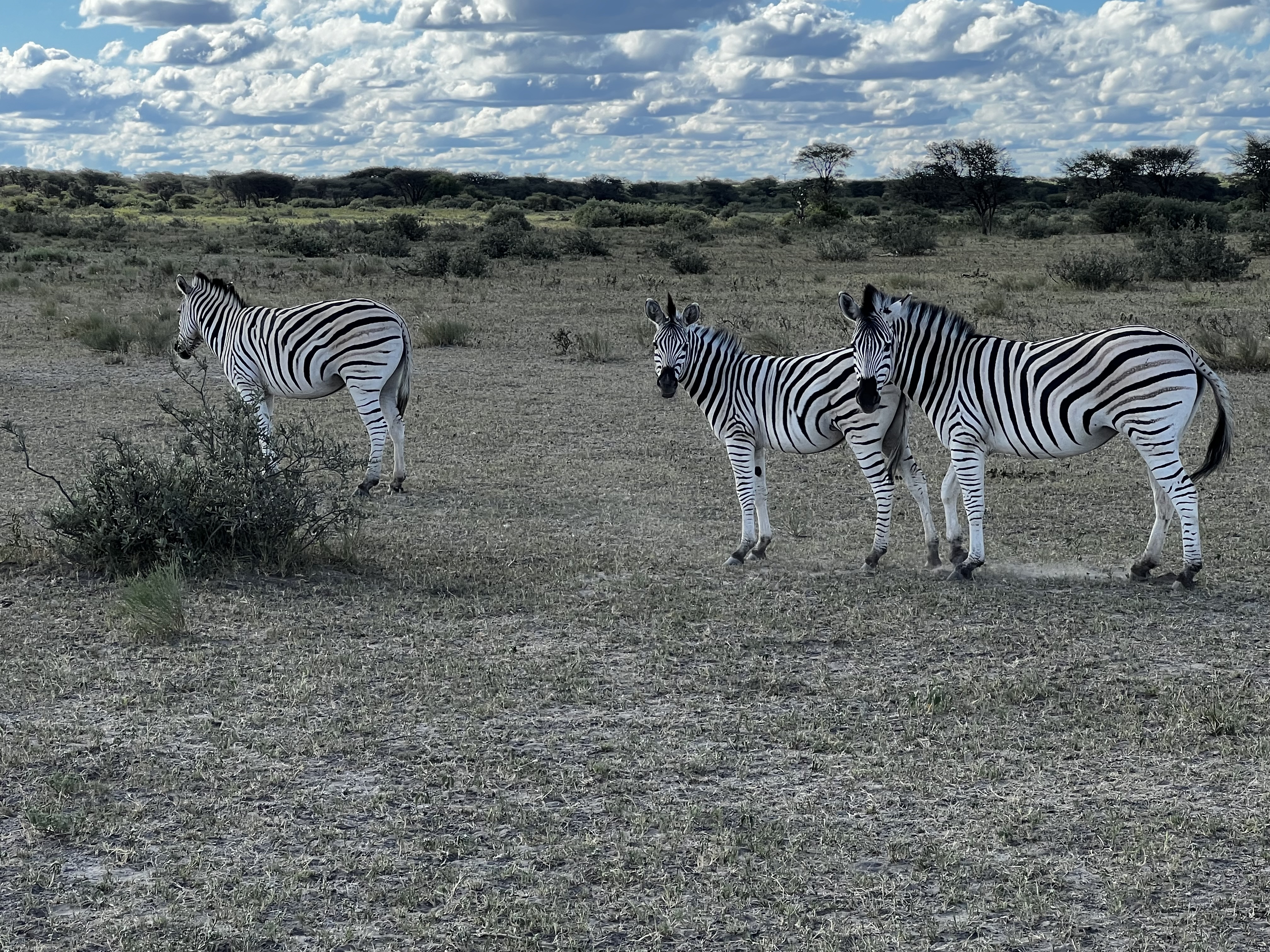 Zebras on the plain in Botswana