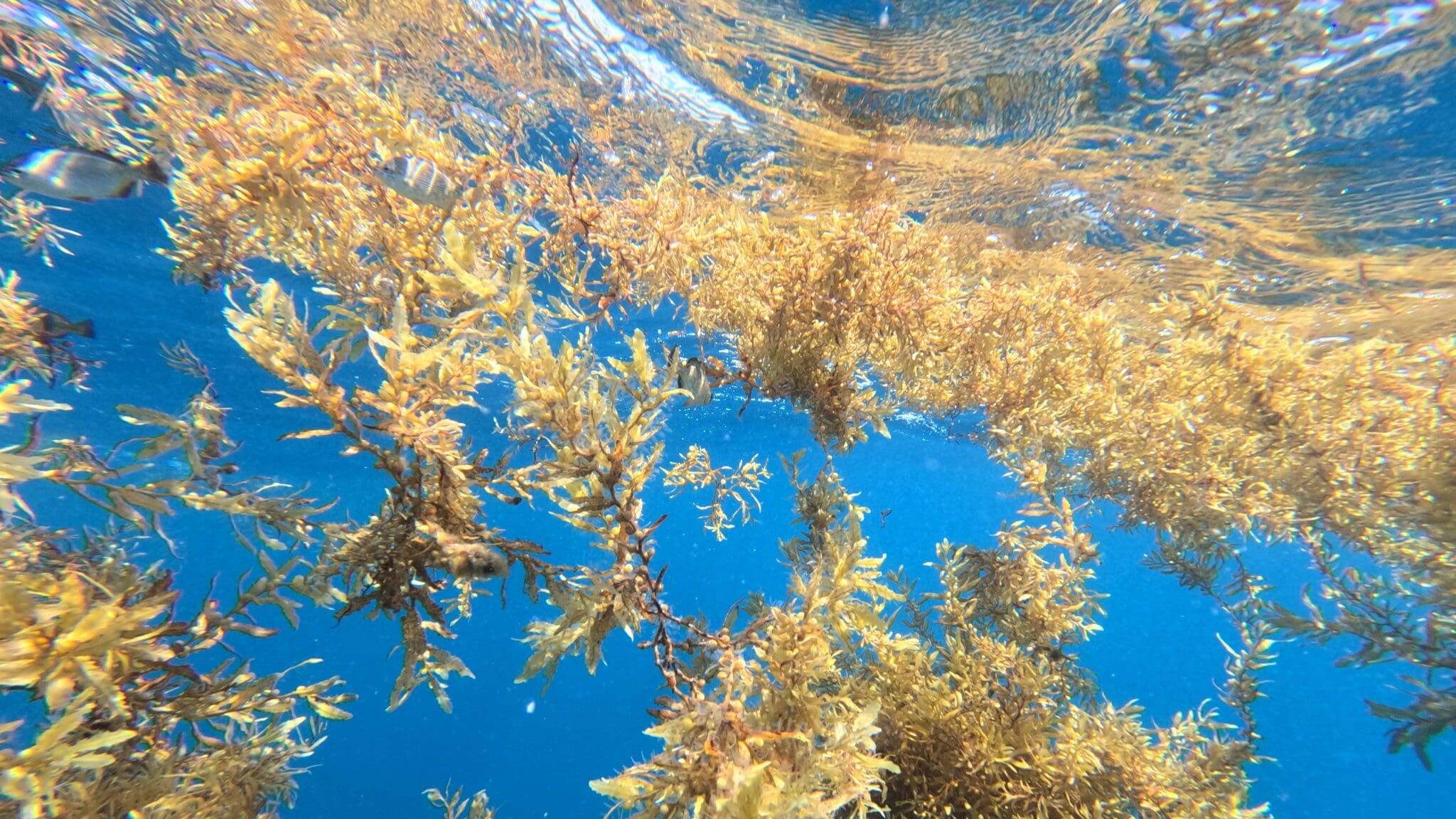 Floating Sargassum in Puerto Rico (photo courtesy of Loretta Roberson of Marine Biological Laboratory).