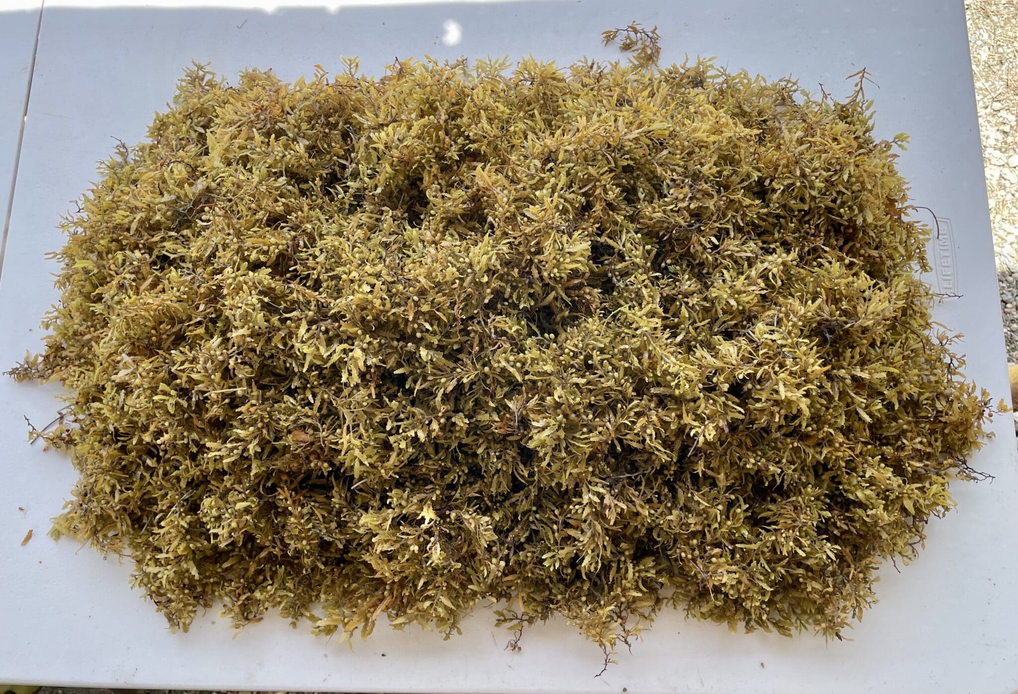 Dried pile of green seaweed