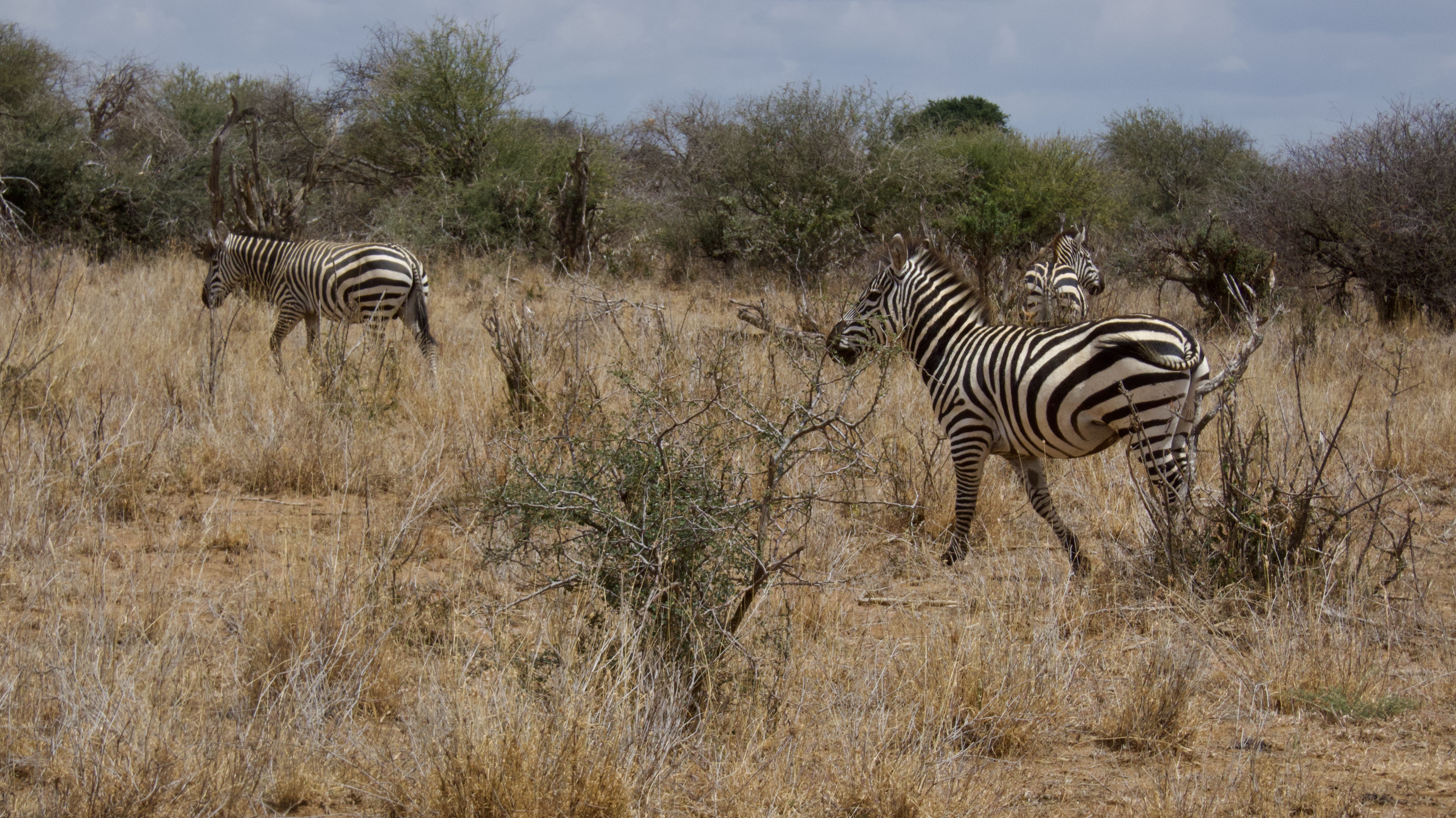 Group of zebras