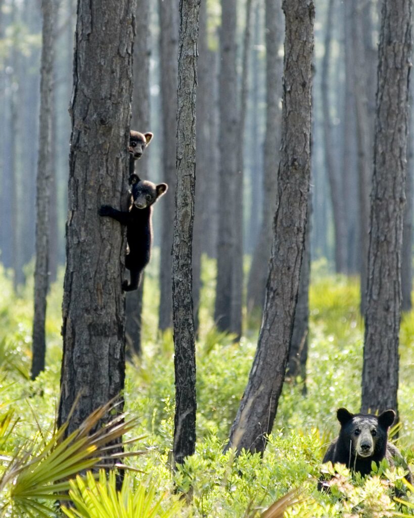 picture of florida black bear and cubs climbing tree