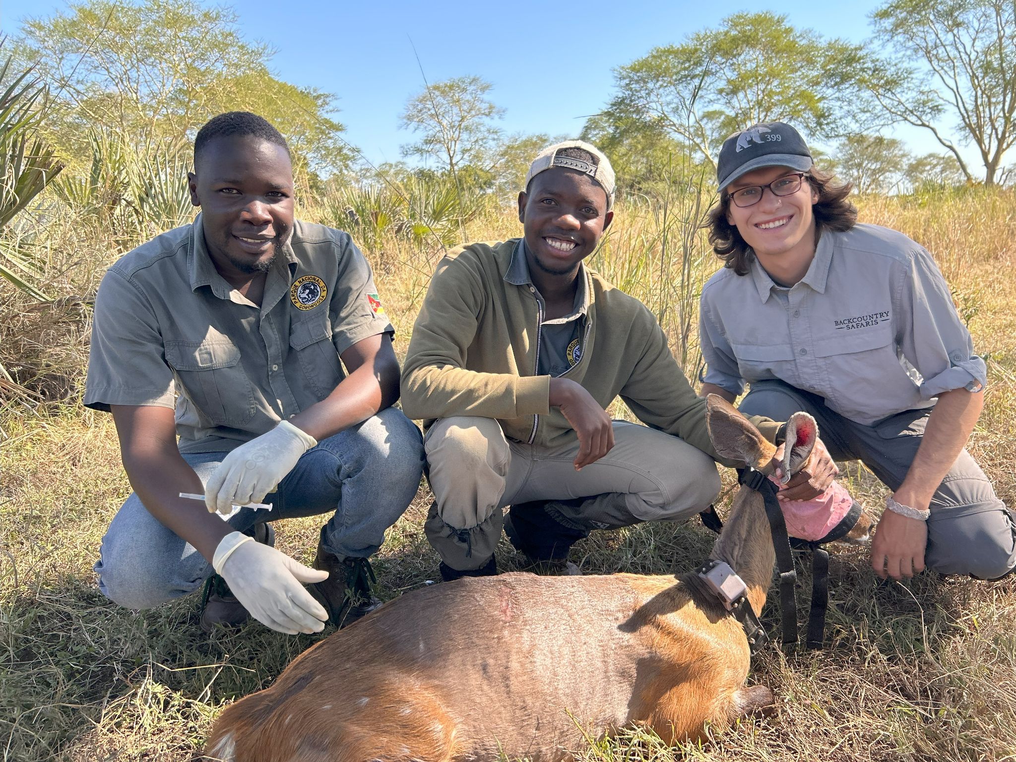 Three people attending to injured animal