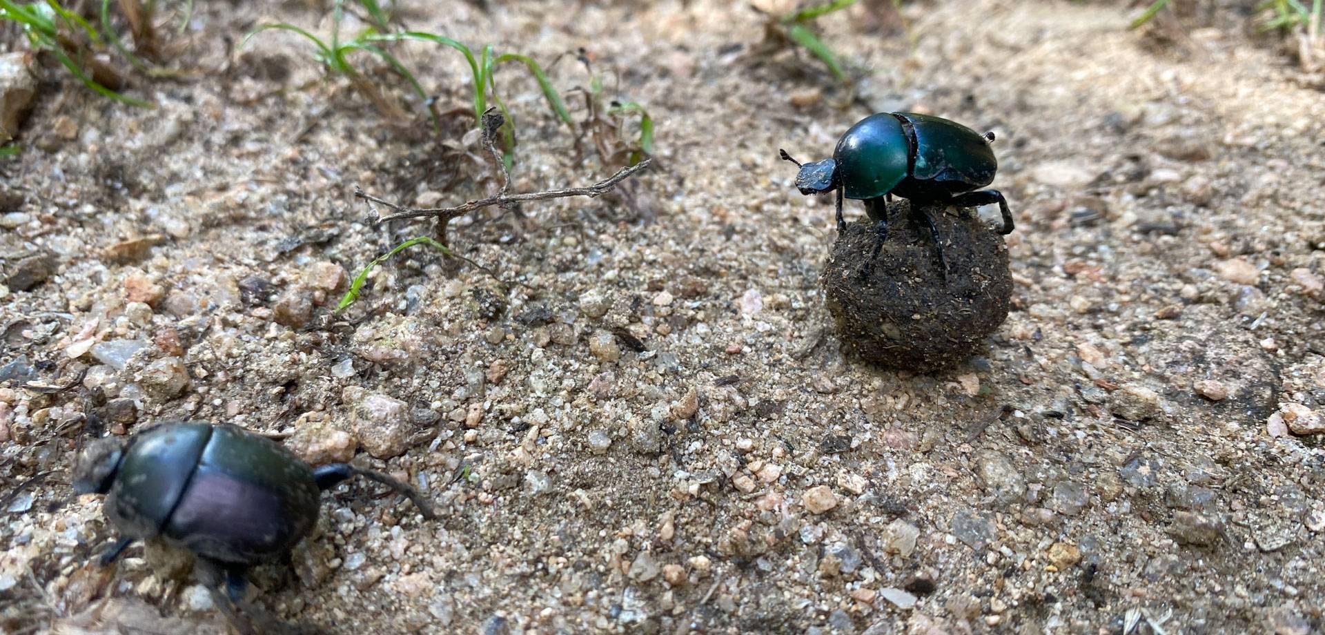Dung beetles rolling their balls of dung at Gorongosa National Park in Mozambique