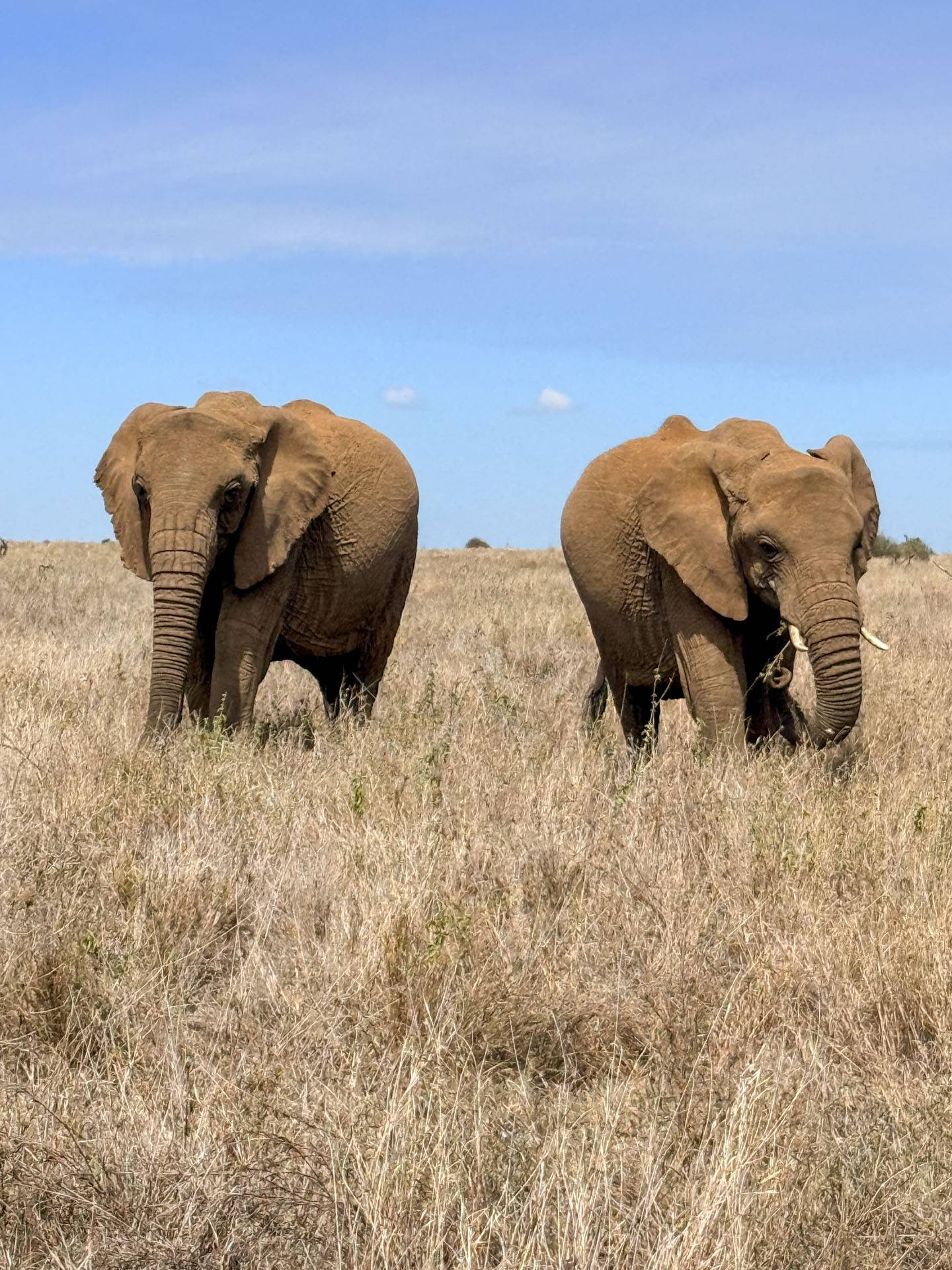 Elephants forage for food. 