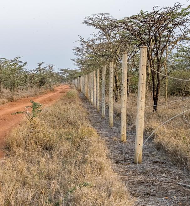 a savannah landscape and a dirt road seperated by a barbed wire fence