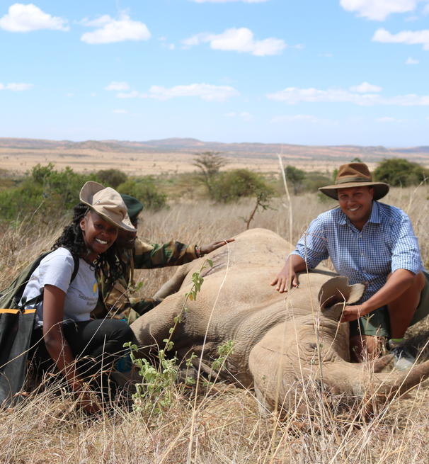 two field scientists and a ranger squatting with a sleeping rhino