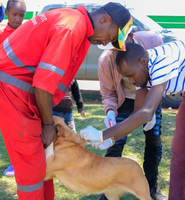 Two men injecting a dog with other onlookers in the background.