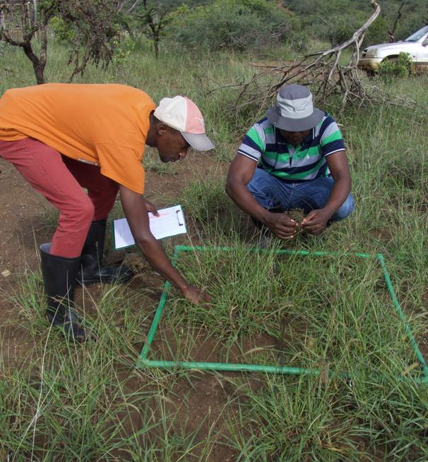 Two field scientists studying buffelgrass