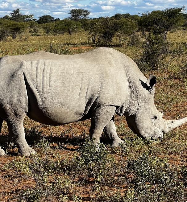 A rhino grazing in Botswana
