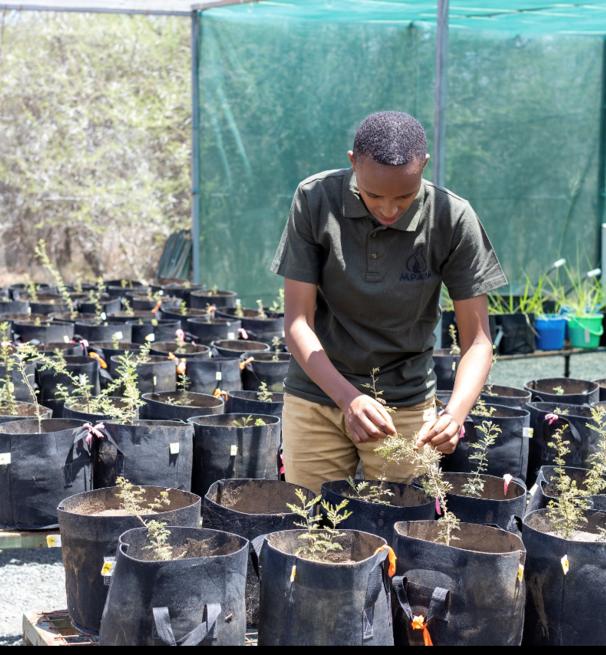 A researcher working at Mpala