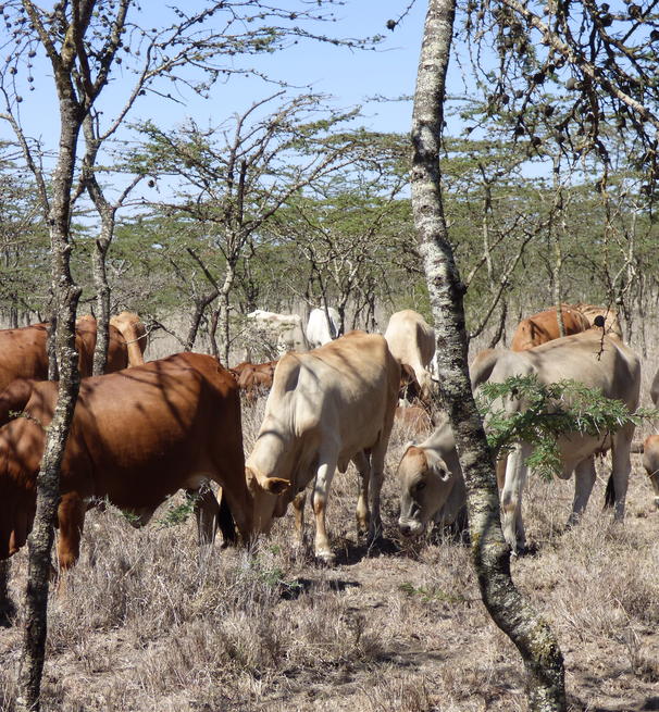 livestock at mpala