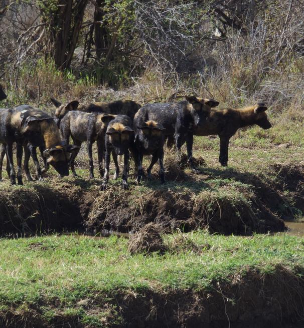 wild dogs at mpala
