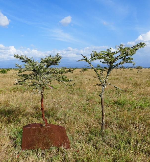 acasia tree at mpala