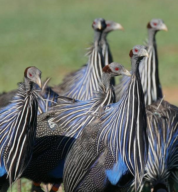 Vulturine Guinea Fowl
