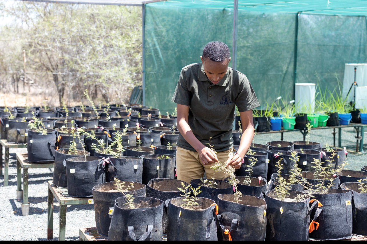 A researcher working at Mpala