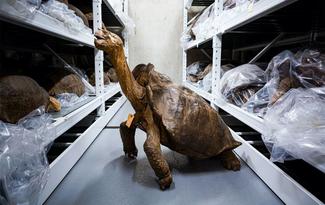 Preserved specimens of tortoises at the California Academy of Sciences