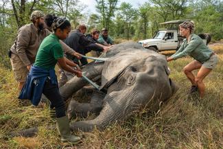 A team of conservationists and scientists gathers around an elephant to help steady it as they turn it on its side to attach a collar as part of a continuing study about the evolution of tuskless elephants in Gorongosa National Park, Mozambique.