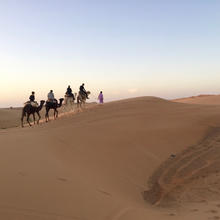 A caravan of four camels and riders are led through the Moroccan desert by a guide.