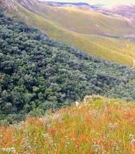 A long view of the boundary between Fynbos shrublands and Afrotemperate forests. 