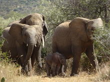 A herd of elephants roam Mpala