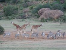 A mixed herd of female and male Grévy's zebras alongside giraffes at a salt lick. Although the current population of Grevy's zebras falls far short of the more than 15,000 that roamed Kenya in the 1970s, the decline has leveled off. Nonetheless, less than 1 percent of the animal's territory is protected. Its greatest threats are human encroachment, overgrazing by livestock and poor land management.