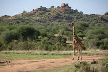 A giraffe gallops through the Mpala Research Centre