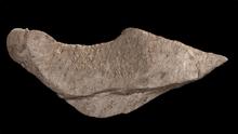 tool-shaped rock from a cave at the Rising Star site.