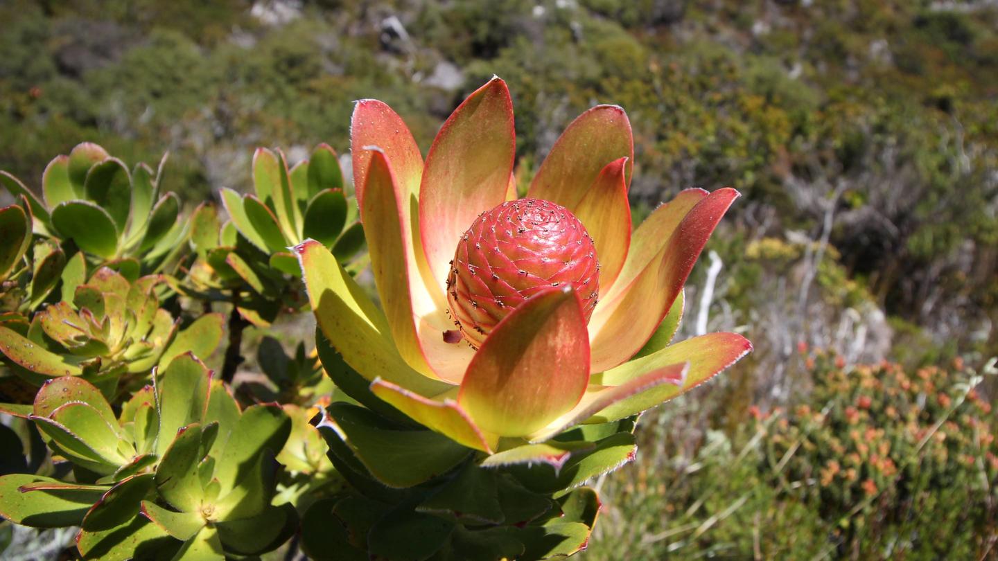 A plant of the Fynbos biome in South Africa is pictured.