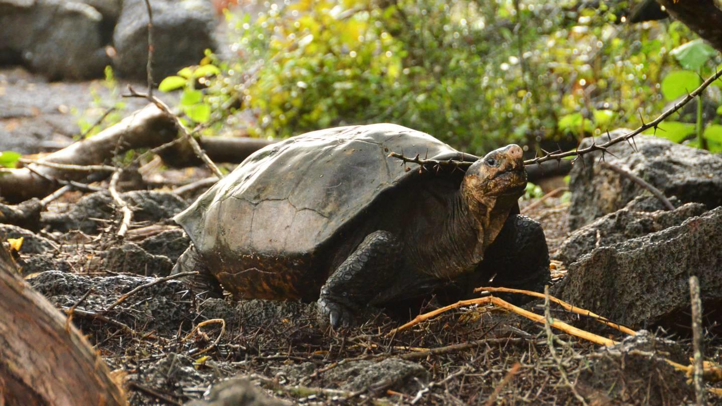 A tortoise crawls along a forest floor