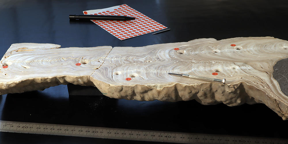 A stalagmite on a lab table with dots on it where researchers note points of interest.