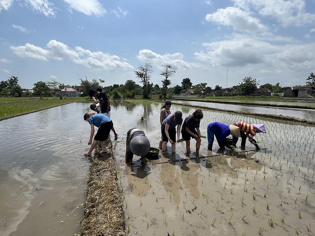 The Bridge Year Indonesia cohort planting rice.