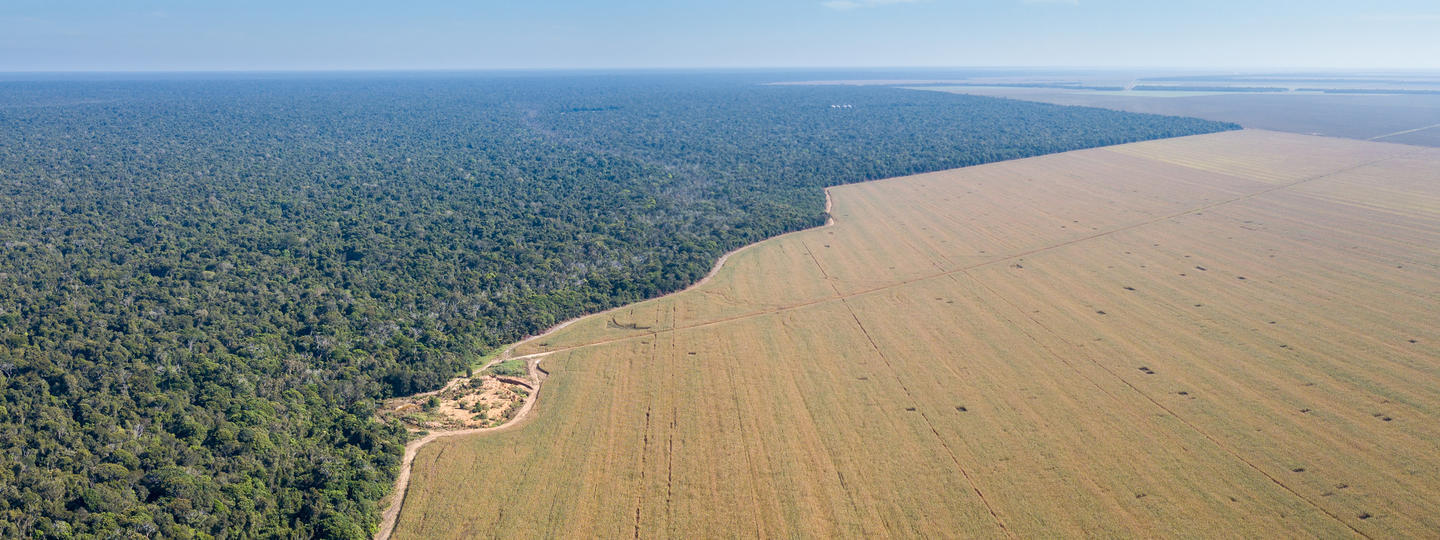 Aerial drone view of large soybean farms in the Amazon rainforest, Brazil.
