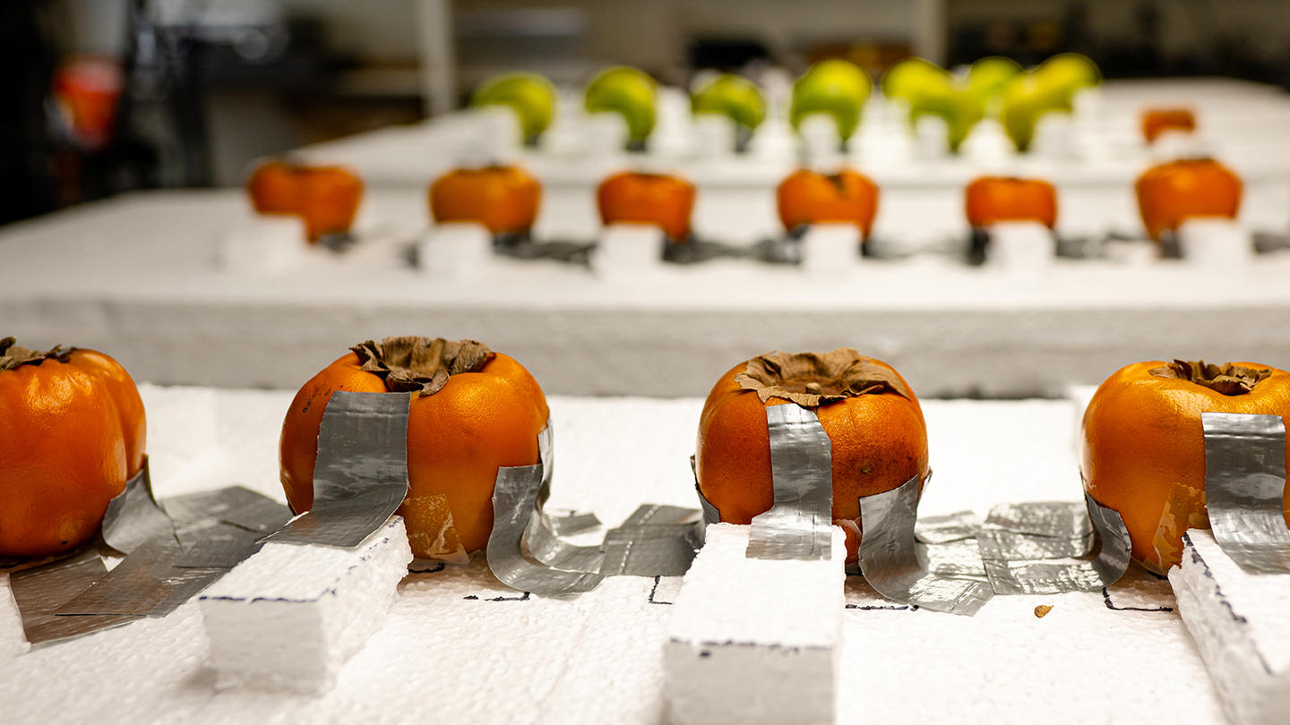 A row of rotting fruit next to sensors in a lab.