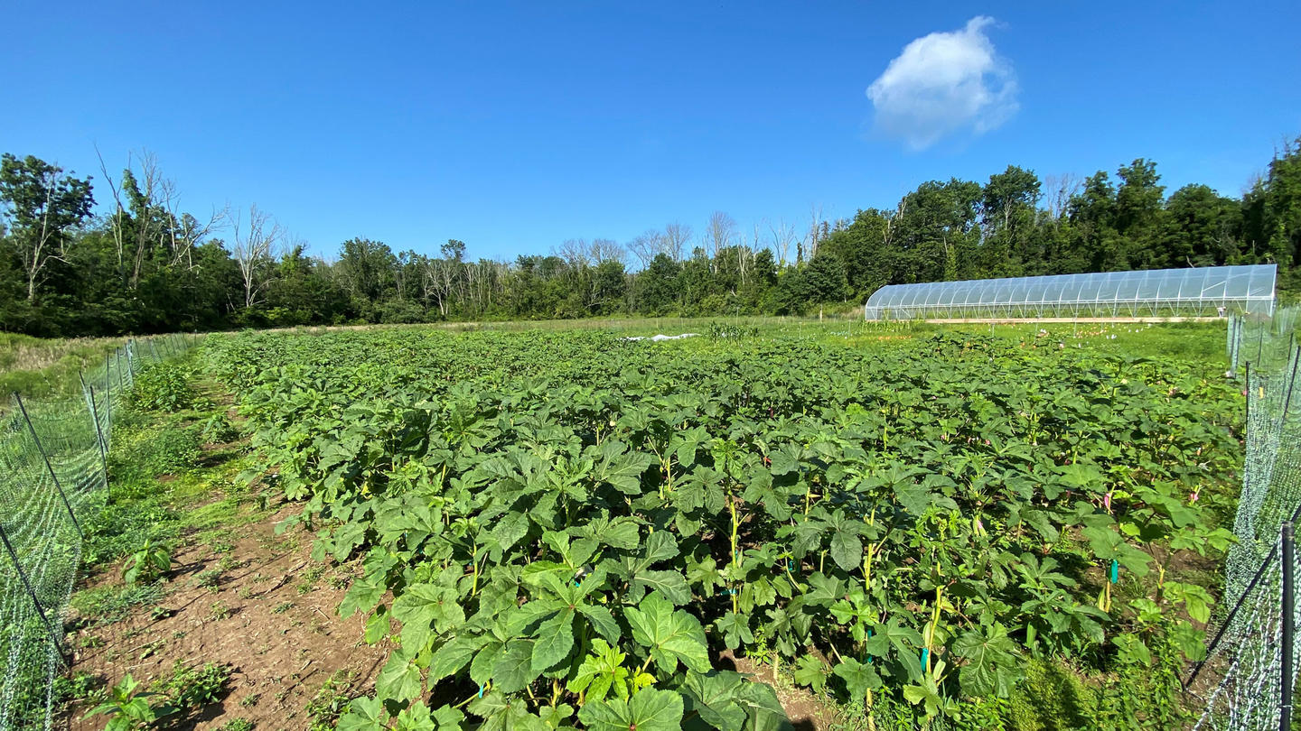 A farm with green vegetation and a small greenhouse to the bottom right