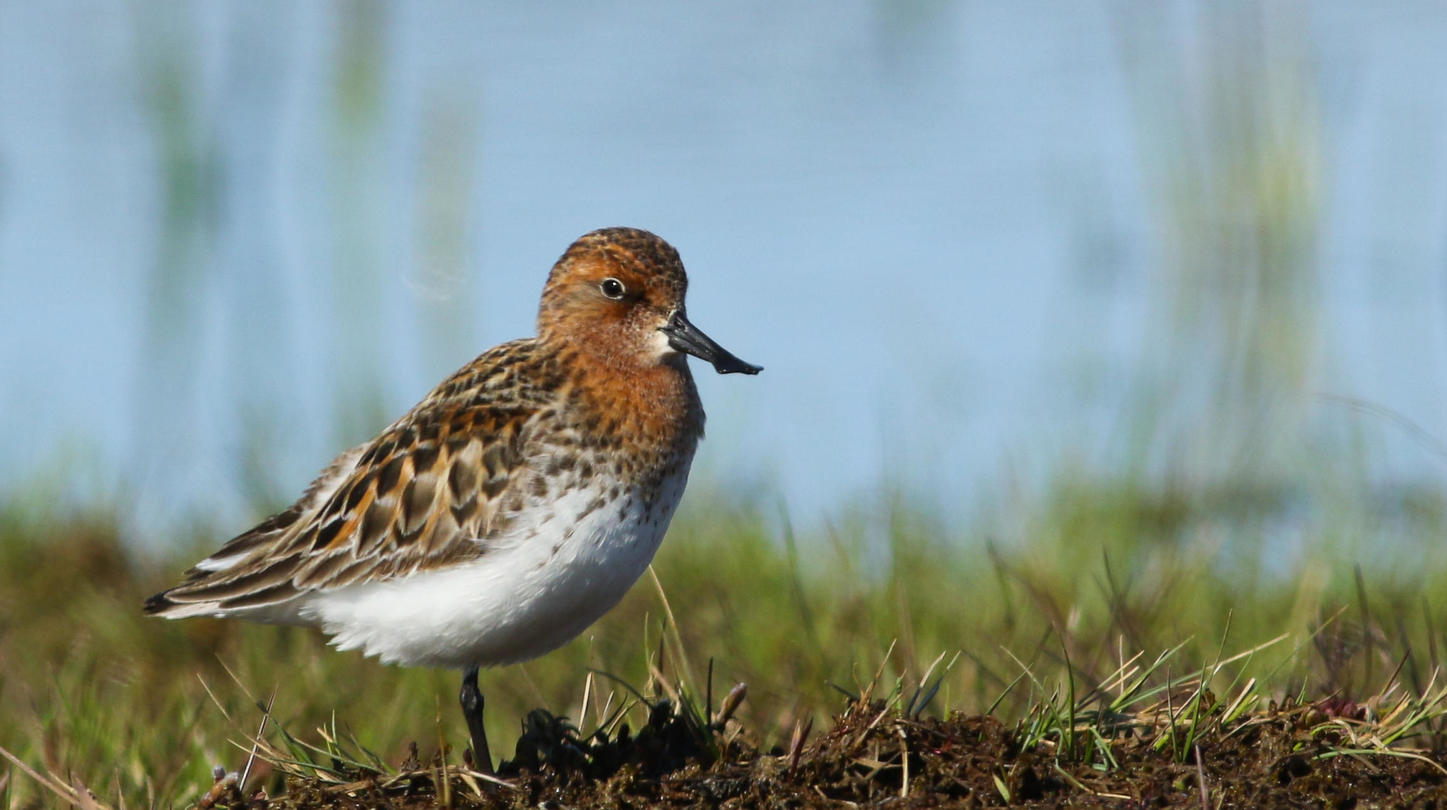 a spoon billed sandpiper