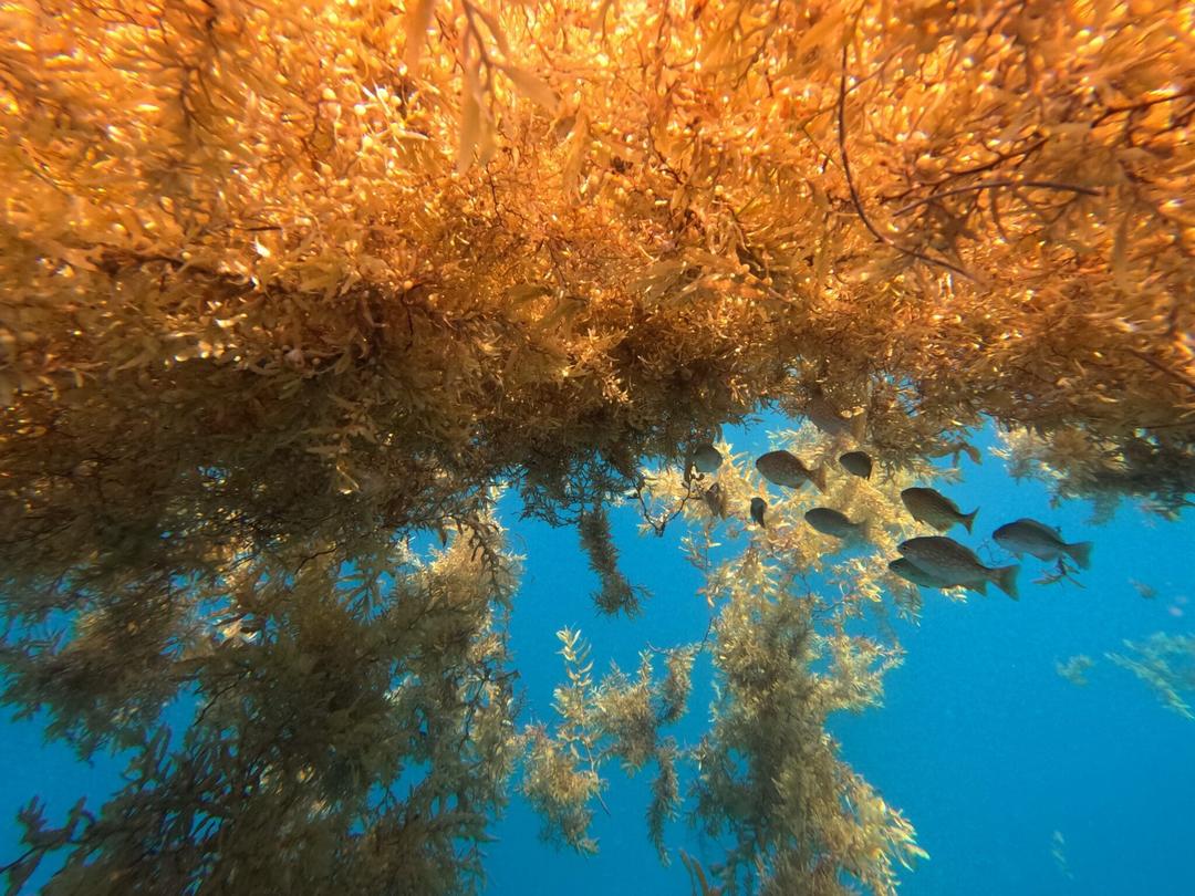 floating mass of seaweed
