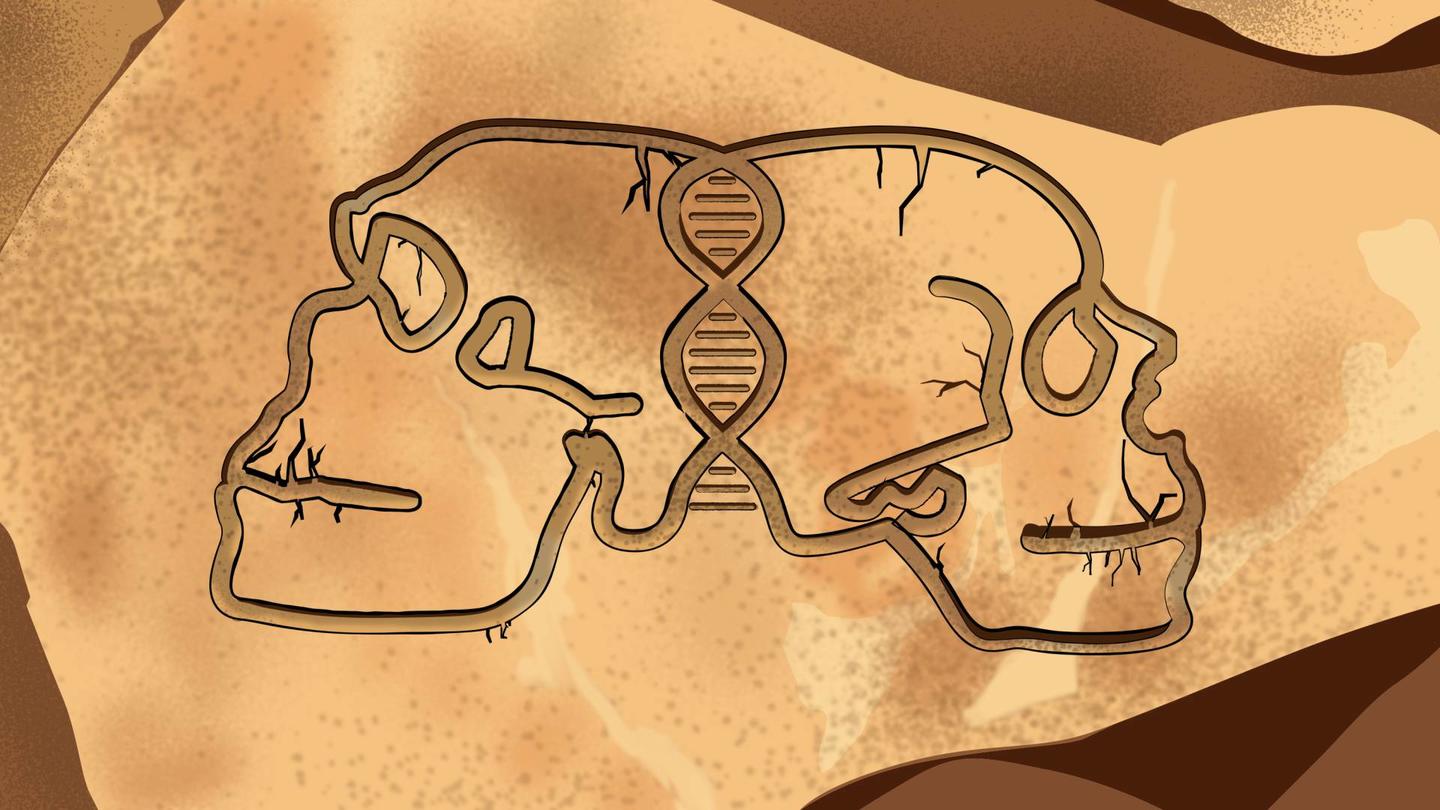 Illustration of two skulls, one human, one neanderthal
