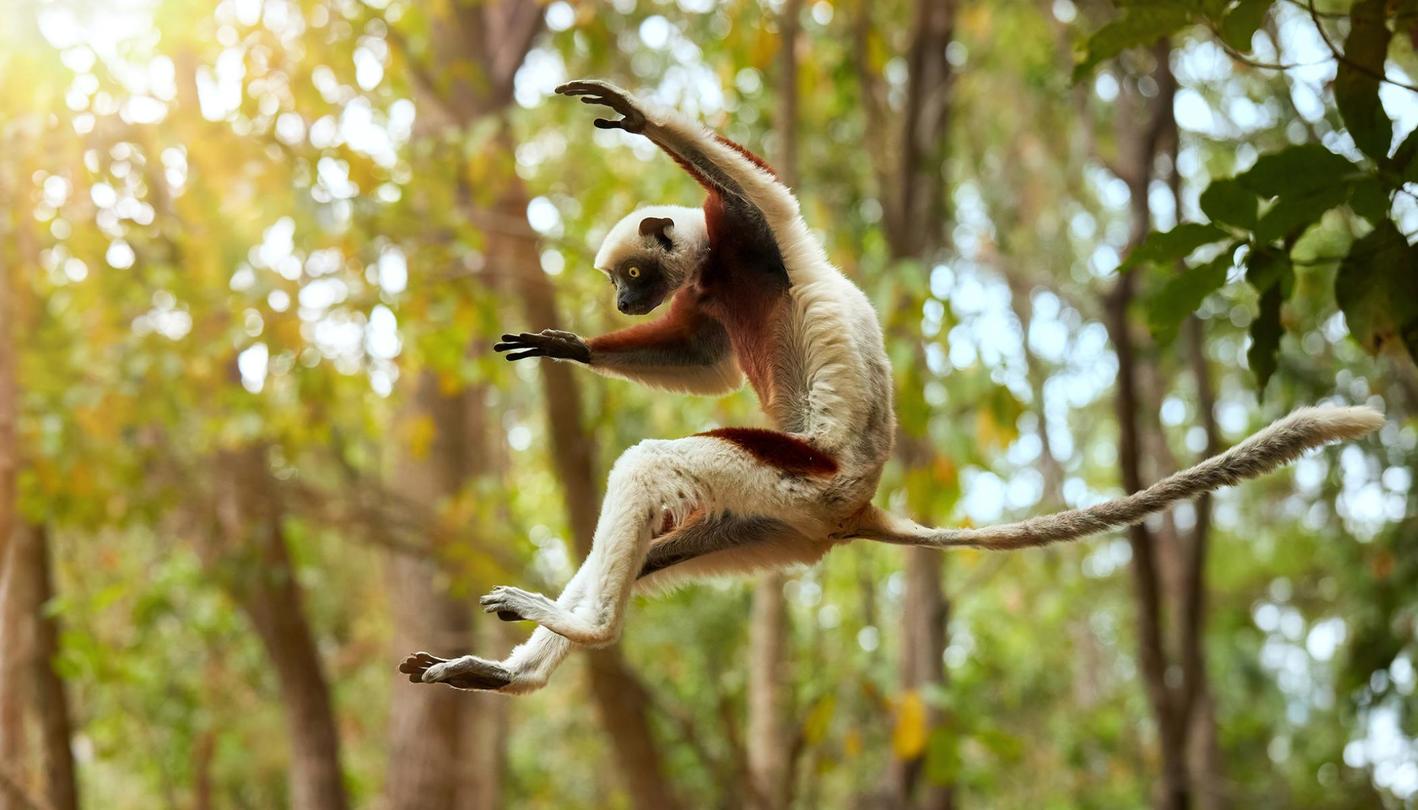 Monkey jumping from tree to tree