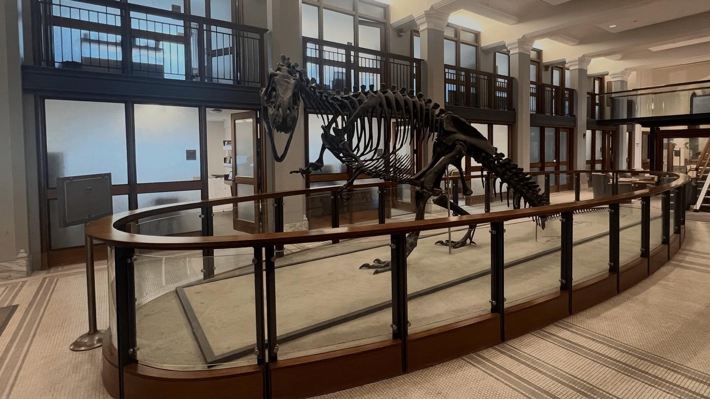 Allosaurus in Guyot Hall