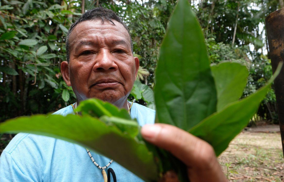 Specialist Kumuã. In the Upper Rio Negro (Amazon), the Kumuã are specialists who master the knowledge of Bahsese (“healing”), in the Tukano language. Photo by Alberto César Araújo/Amazônia Real