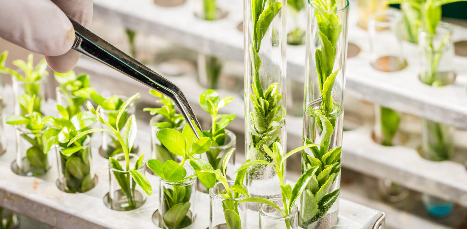 photo of plants growing in lab